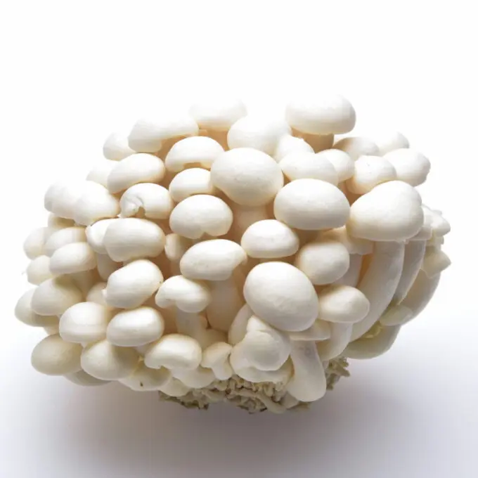 Ciuperci Shimeji Alb