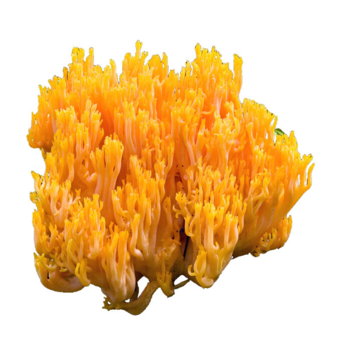 Ciuperci coral