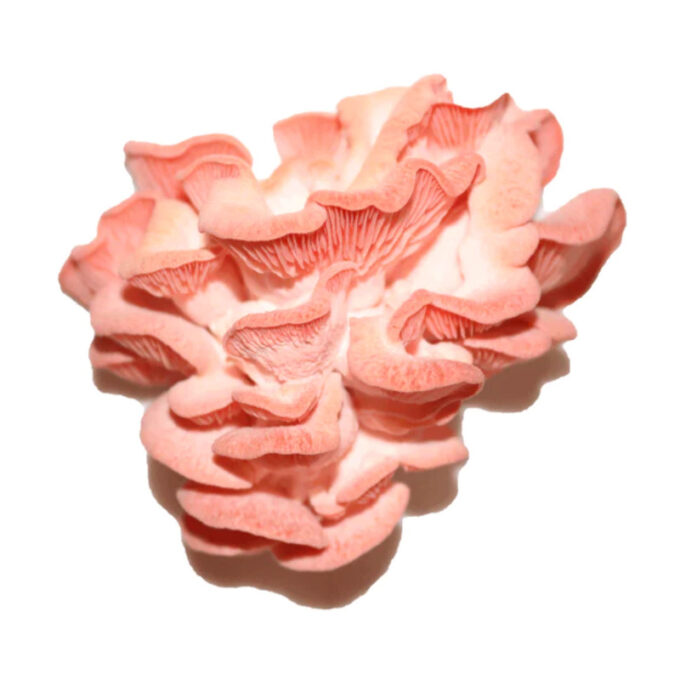 Ciuperci Pleurotus Roz