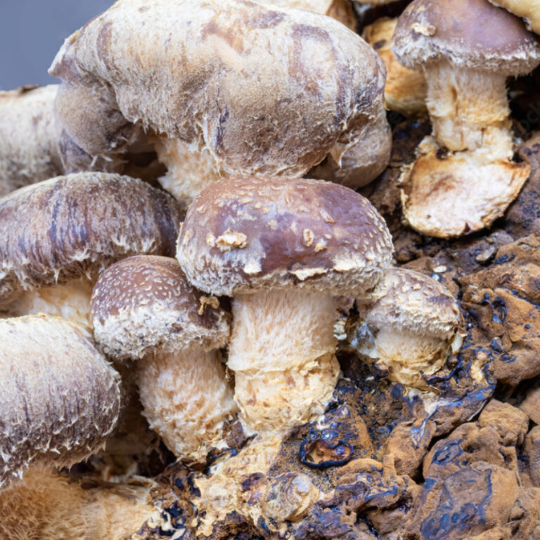 Substrat de ciuperci exotice